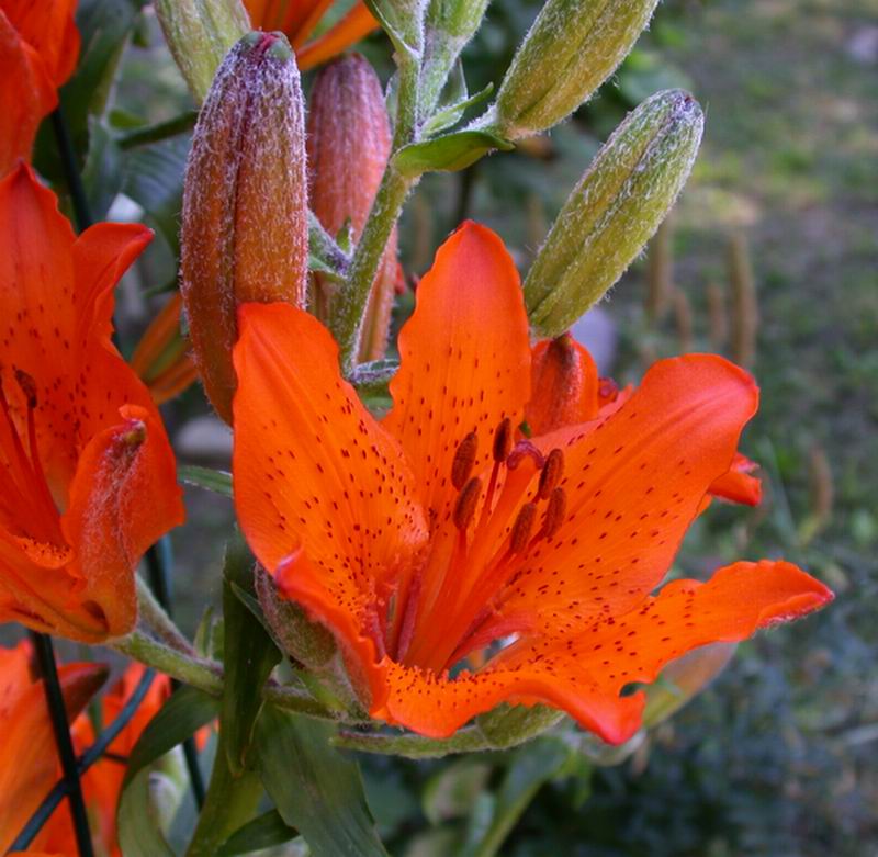Lilium bulbiferum subsp. croceum / Giglio rosso, Giglio di San Giovanni